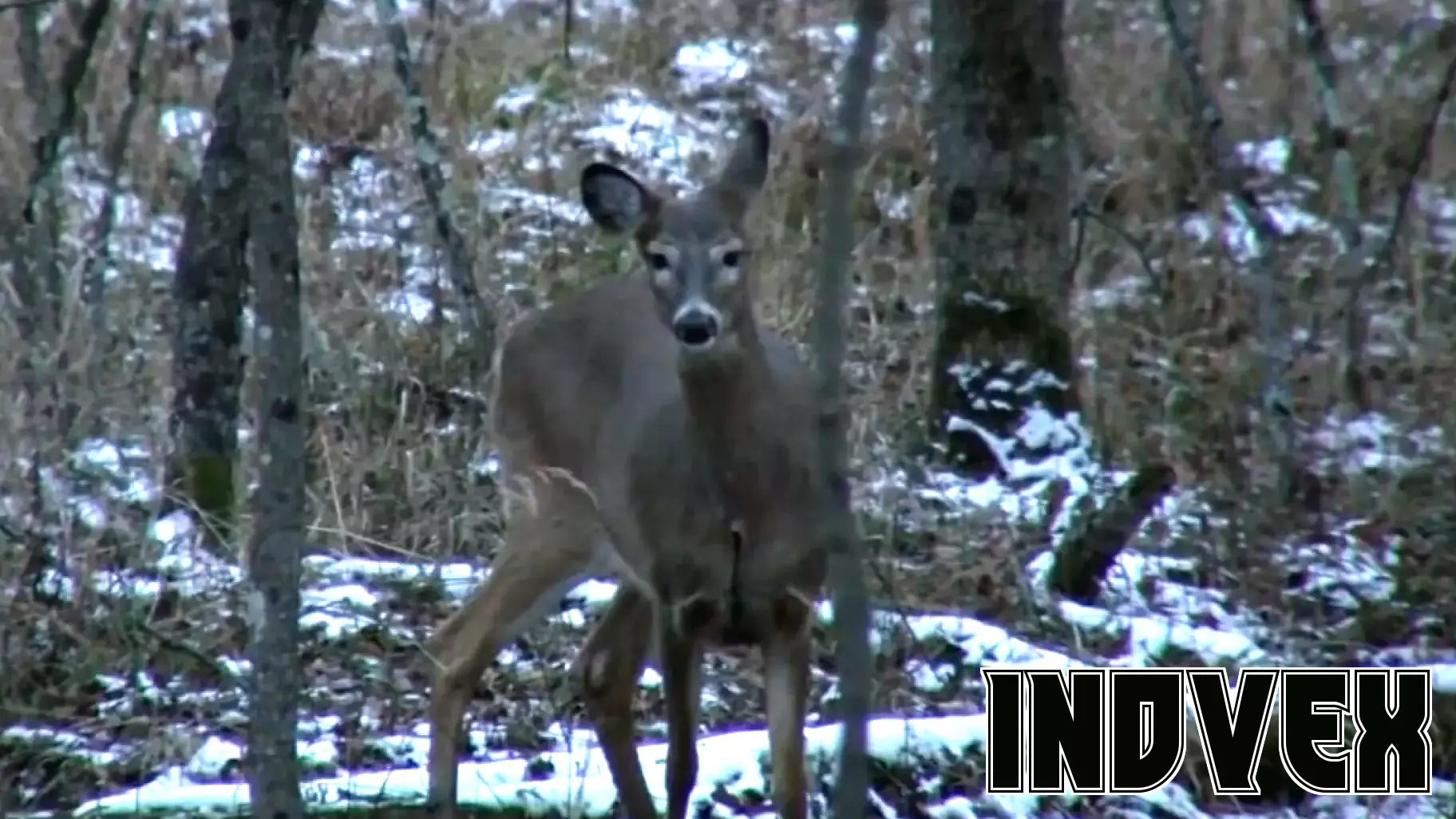 Ciafre Deer Processing Kicks Off Deer Season